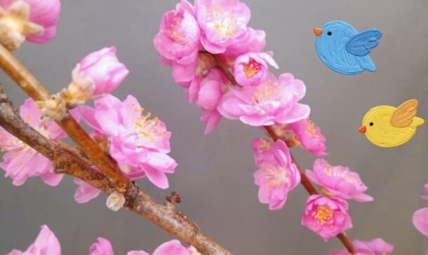 キラピチ4月号と桃の花𖤣𖥧𖥣 𖥧 𖧧𖤣𖥧𖥣 𖥧 𖧧 畑幸来オフィシャルブログ キラピチ公式サイトキラピチネット